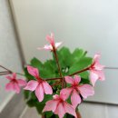 별이홍이