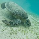 액션 | 인천공항 고프로 12 대여, 오키나와 여행 준비물 액션캠 렌탈 후기