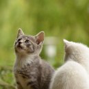 고양이랑 이미지