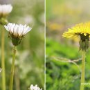 하얀민들레 이미지