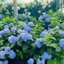 수류화개 이미지