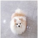 곁에 있을개 네이버블로그