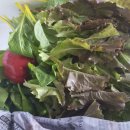 호산나농장 | 노지쌈채소, 사계절 노지상추로 맛있게 먹어요~