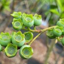 효능최고 무농약 블루베리 키우기 이미지