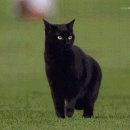 검은고양이 이미지