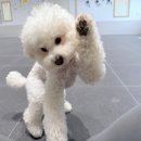 하트강아지 이미지