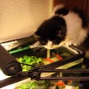 낭만고양이 이미지