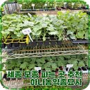 서울농약종묘사 이미지