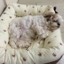 24시스마트동물메디컬센터 이미지