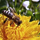 꿀벌화분 비폴렌 효능 부작용과 먹는 방법 및 보관법 이미지