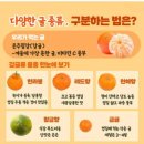 다양한 귤 종류 이미지