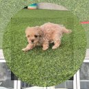 내포동물병원 | 고양 유기견무료분양 동물보호센터에서 가족을 만나는 방법