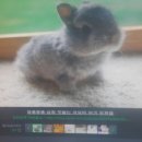 오리와토끼