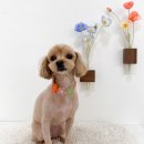 쿨독펫샵 이미지