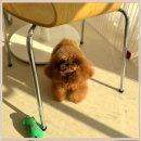 우리들의 댕댕이 | 대전강아지교배 성공 후기! 우리 댕댕이 최고