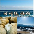 조양목장 | [속초, 강릉여행] 1박 2일 여행코스 추천(물치항, 대포항, 속초해변, 양양, 대관령양떼목장)