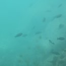 제주깜돈 이미지