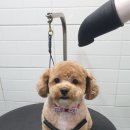 해피퍼피 미용실 이미지