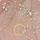 전포교차로 교통섬 | 이시가키 day1* 타케토미섬 자전거, 카이지해변 별모래찾기, 1일1겐키우유