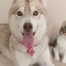 개와고양이 이미지