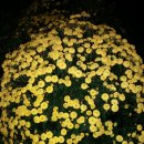 두목농장 이미지