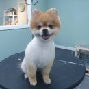 배츄네펫살롱 이미지