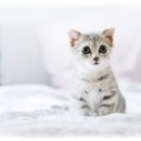 컴투펫 위탁보호센터 서울점 이미지