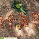 정안농장 이미지