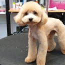 아토그루밍 이미지