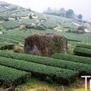 힐링올레 이미지