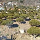 소나무리조트 이미지