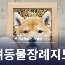 반려동물행동교정사 이미지