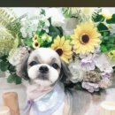 써니애견 미용실 이미지