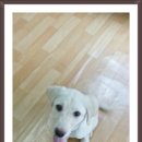 코봉이 이미지