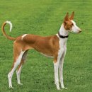 하운드펫 이미지