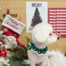 댕댕스파 이미지