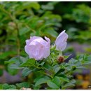 진경산수화길 이미지