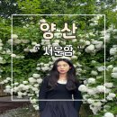 양산 통도사 서운암 불두화 꽃구경 후기
