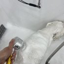 배곧애견샵 이미지