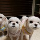 별이&체리 이미지