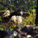 제주조각공원 이미지