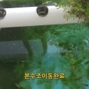일본난주 청자키우기 6탄 ~ 본수조로 이동 이미지