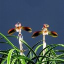 칠보단장 이미지