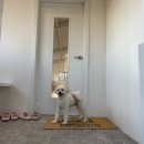 댕가댕가 | 🐶의정부 인근 포천 뛰어놀기 좋은 애견카페 '뽀야네 댕가댕가' 후기(feat. 주차)