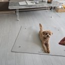삼산로 156번길 | 울산강아지훈련 집으로 찾아오는 맞춤 방문교육 댕클래스