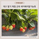 군위어린이집 | 대구 아이랑 딸기 체험 군위 세이베리딸기농원