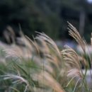 바람소리 이미지