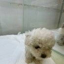 동탄강아지분양 도그데이 이미지