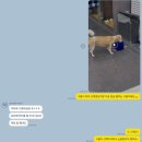 휘게 펫케어 이미지