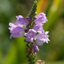 청양식당 이미지